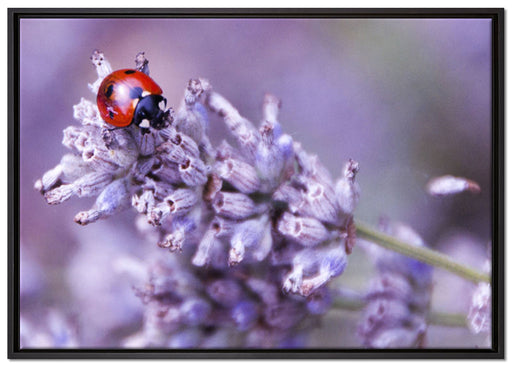 kleiner Marienkäfer auf Lavendel auf Leinwandbild gerahmt Größe 100x70
