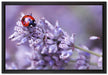 kleiner Marienkäfer auf Lavendel auf Leinwandbild gerahmt Größe 60x40