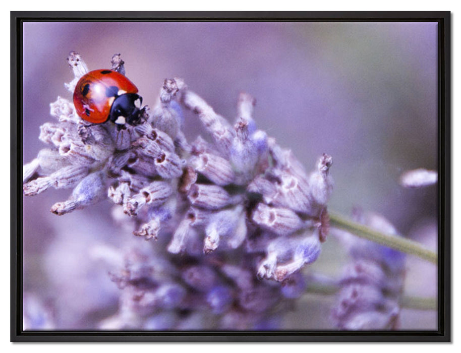kleiner Marienkäfer auf Lavendel auf Leinwandbild gerahmt Größe 80x60