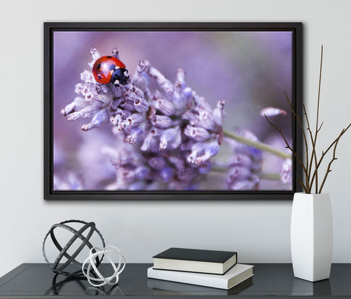 kleiner Marienkäfer auf Lavendel auf Leinwandbild gerahmt mit Kirschblüten