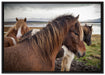 Herde aus schönen Wildpferden auf Leinwandbild gerahmt Größe 100x70