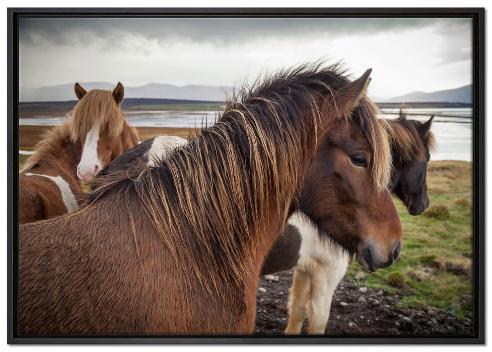 Herde aus schönen Wildpferden auf Leinwandbild gerahmt Größe 100x70