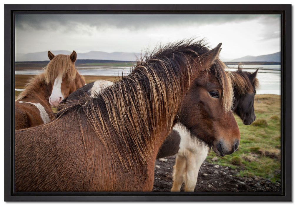 Herde aus schönen Wildpferden auf Leinwandbild gerahmt Größe 60x40