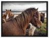 Herde aus schönen Wildpferden auf Leinwandbild gerahmt Größe 80x60