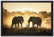kämpfende Elefanten auf Leinwandbild gerahmt Größe 60x40