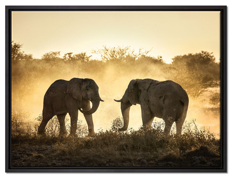 kämpfende Elefanten auf Leinwandbild gerahmt Größe 80x60