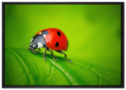 Marienkäfer auf Blatt auf Leinwandbild gerahmt Größe 100x70