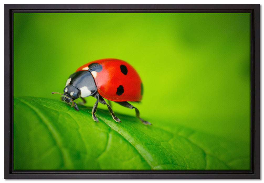 Marienkäfer auf Blatt auf Leinwandbild gerahmt Größe 60x40