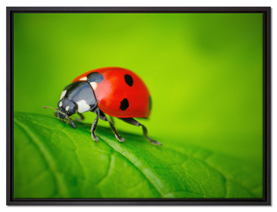 Marienkäfer auf Blatt auf Leinwandbild gerahmt Größe 80x60