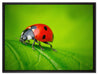 Marienkäfer auf Blatt auf Leinwandbild gerahmt Größe 80x60