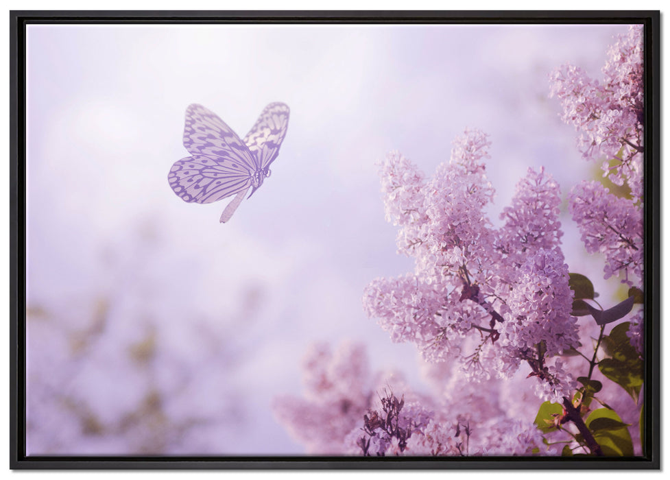 Schmetterling Kirschblüten auf Leinwandbild gerahmt Größe 100x70