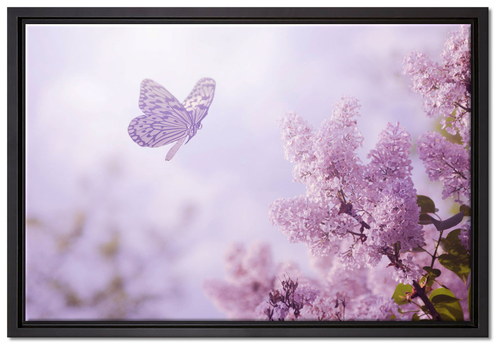 Schmetterling Kirschblüten auf Leinwandbild gerahmt Größe 60x40