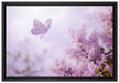 Schmetterling Kirschblüten auf Leinwandbild gerahmt Größe 60x40