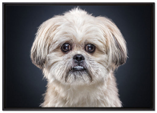 lustiger kleiner Hund auf Leinwandbild gerahmt Größe 100x70