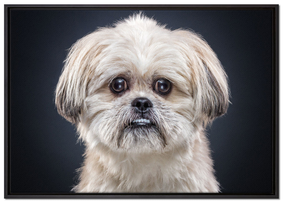 lustiger kleiner Hund auf Leinwandbild gerahmt Größe 100x70