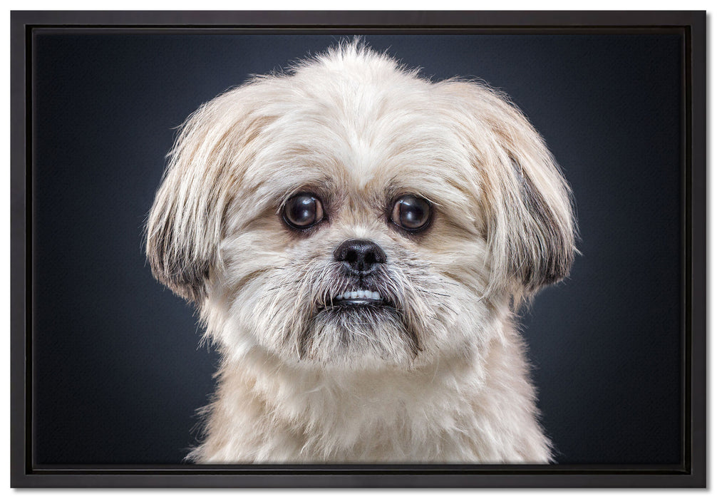 lustiger kleiner Hund auf Leinwandbild gerahmt Größe 60x40
