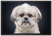 lustiger kleiner Hund auf Leinwandbild gerahmt Größe 60x40