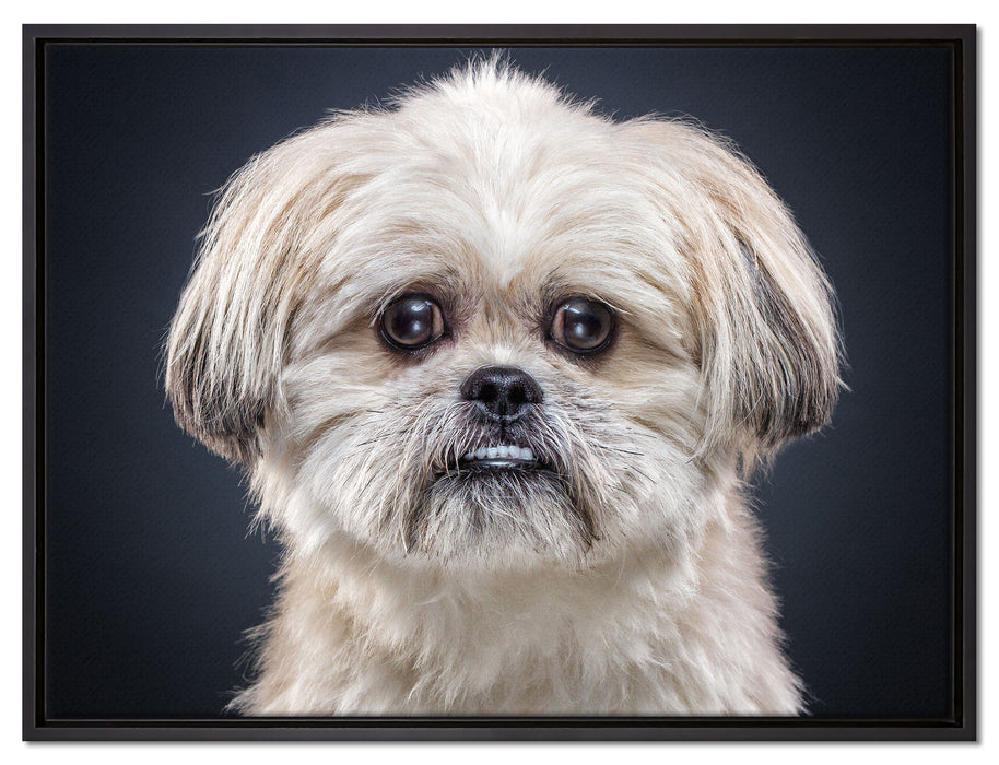 lustiger kleiner Hund auf Leinwandbild gerahmt Größe 80x60