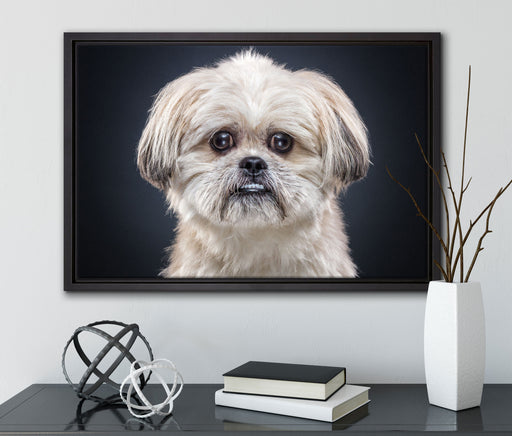 lustiger kleiner Hund auf Leinwandbild gerahmt mit Kirschblüten