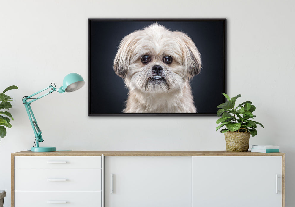 lustiger kleiner Hund auf Leinwandbild gerahmt verschiedene Größen im Wohnzimmer