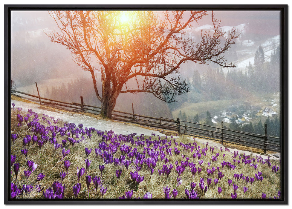 Krokusswiese in Gebirge auf Leinwandbild gerahmt Größe 100x70