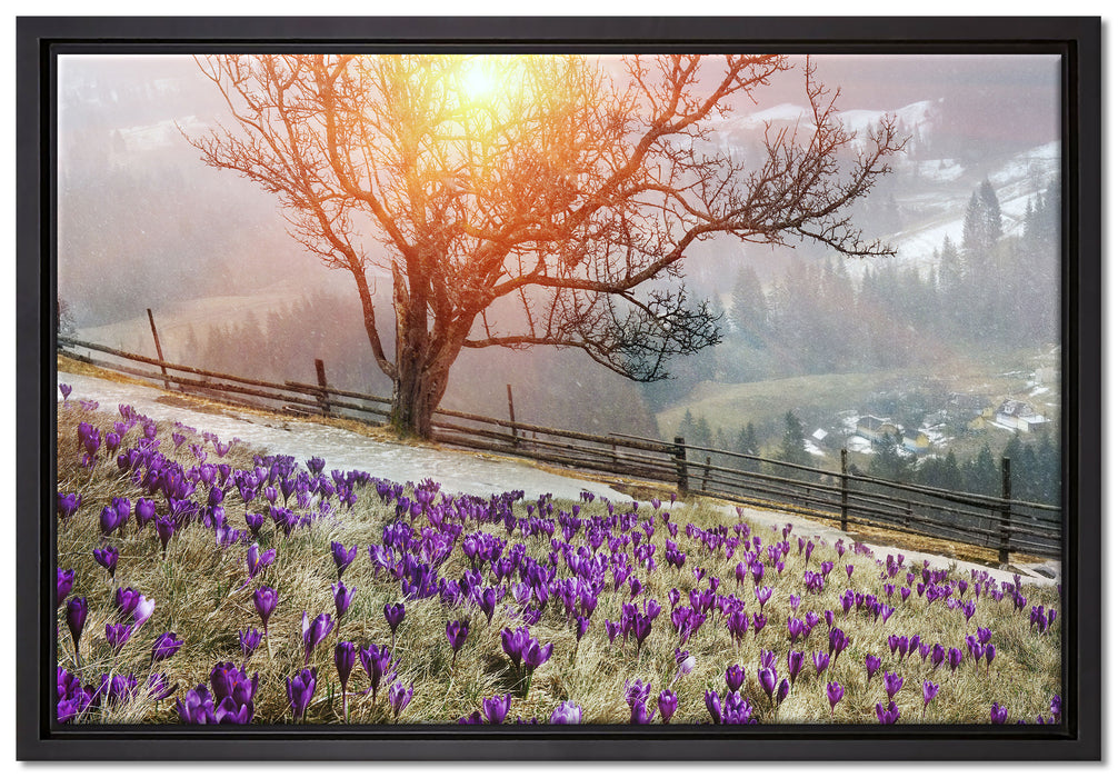 Krokusswiese in Gebirge auf Leinwandbild gerahmt Größe 60x40