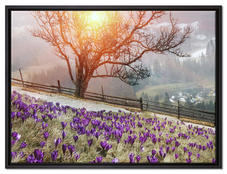 Krokusswiese in Gebirge auf Leinwandbild gerahmt Größe 80x60