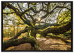 gigantisch verzweigter Baum auf Leinwandbild gerahmt Größe 100x70