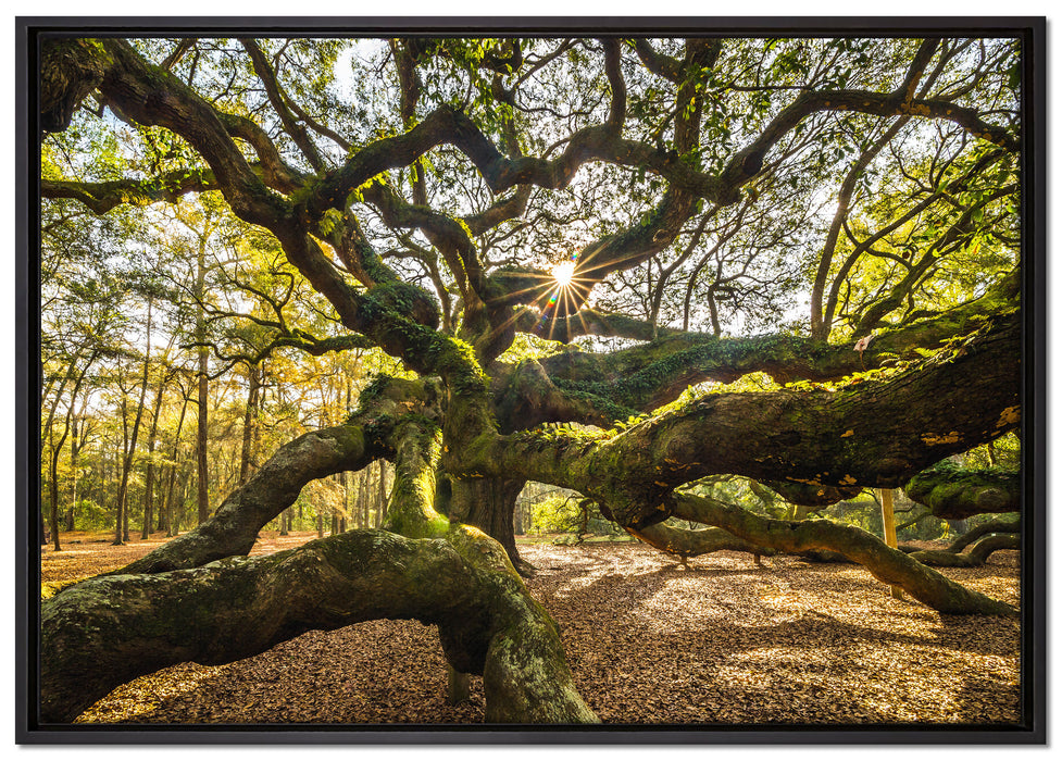 gigantisch verzweigter Baum auf Leinwandbild gerahmt Größe 100x70