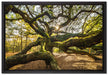 gigantisch verzweigter Baum auf Leinwandbild gerahmt Größe 60x40