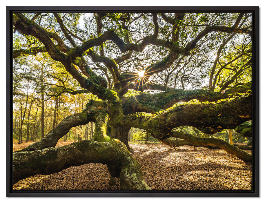 gigantisch verzweigter Baum auf Leinwandbild gerahmt Größe 80x60
