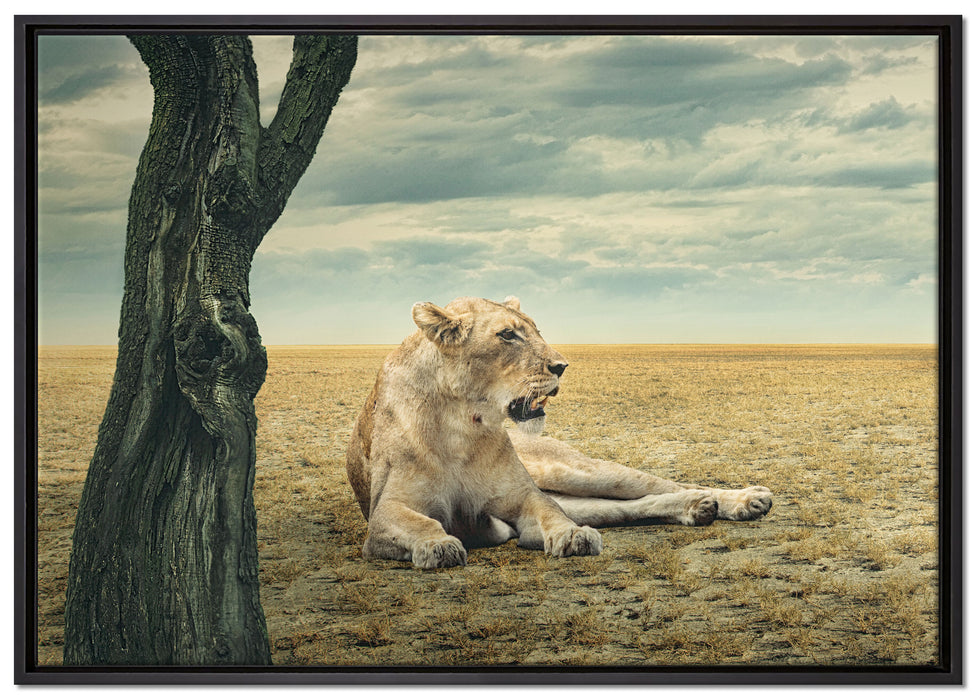 Löwin Ruhe Savanne auf Leinwandbild gerahmt Größe 100x70