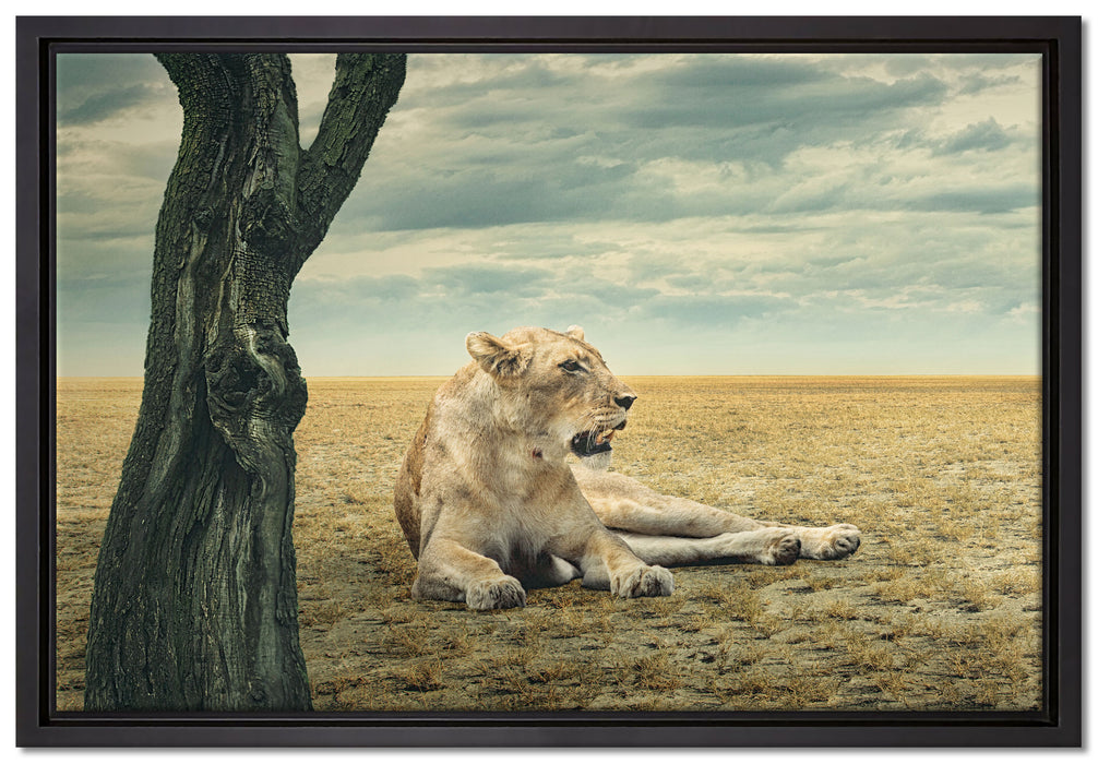 Löwin Ruhe Savanne auf Leinwandbild gerahmt Größe 60x40
