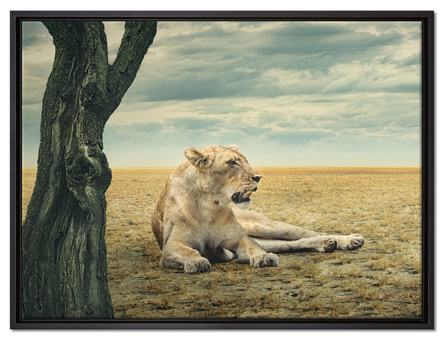 Löwin Ruhe Savanne auf Leinwandbild gerahmt Größe 80x60