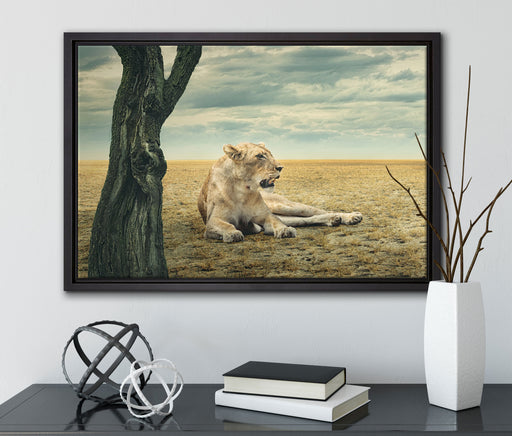 Löwin Ruhe Savanne auf Leinwandbild gerahmt mit Kirschblüten