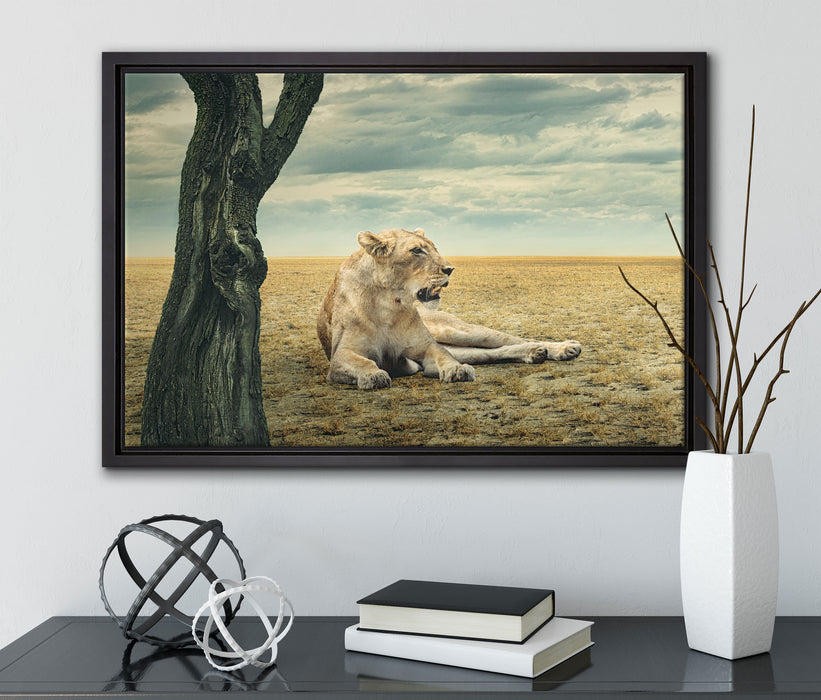 Löwin Ruhe Savanne auf Leinwandbild gerahmt mit Kirschblüten