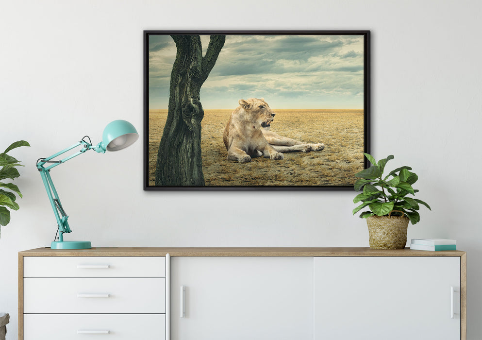 Löwin Ruhe Savanne auf Leinwandbild gerahmt verschiedene Größen im Wohnzimmer