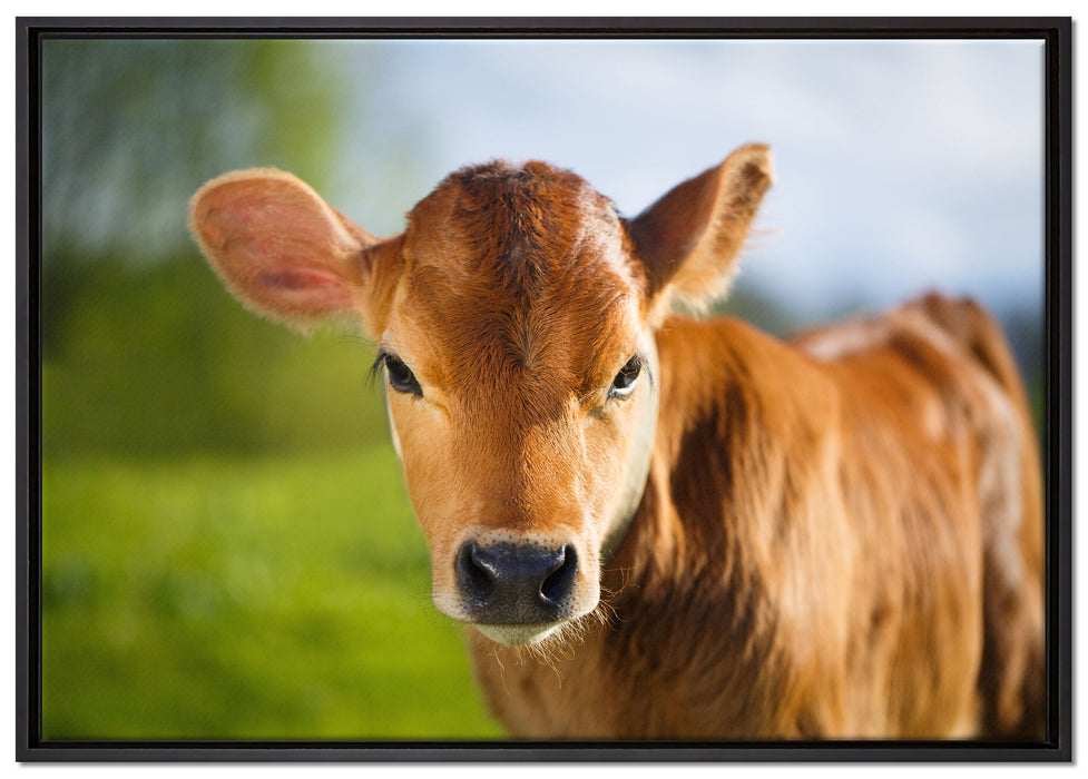 Junge Kuh Kälbchen auf Leinwandbild gerahmt Größe 100x70