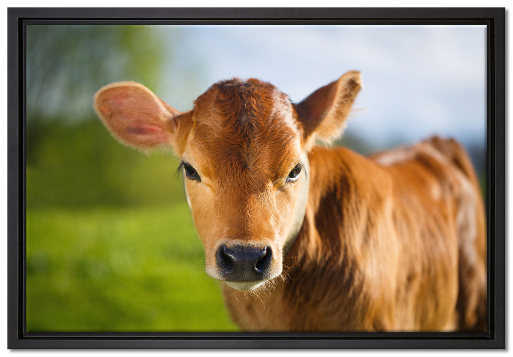 Junge Kuh Kälbchen auf Leinwandbild gerahmt Größe 60x40