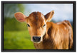Junge Kuh Kälbchen auf Leinwandbild gerahmt Größe 60x40