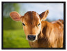 Junge Kuh Kälbchen auf Leinwandbild gerahmt Größe 80x60