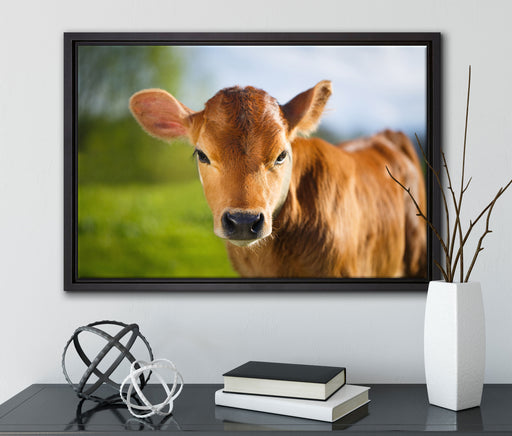 Junge Kuh Kälbchen auf Leinwandbild gerahmt mit Kirschblüten