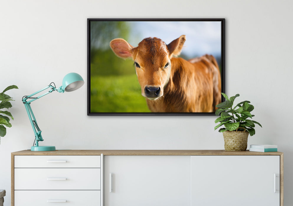 Junge Kuh Kälbchen auf Leinwandbild gerahmt verschiedene Größen im Wohnzimmer