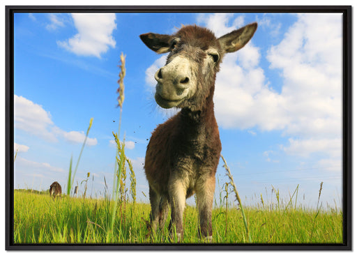 Esel in einem Feld auf Leinwandbild gerahmt Größe 100x70