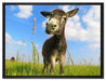 Esel in einem Feld auf Leinwandbild gerahmt Größe 80x60