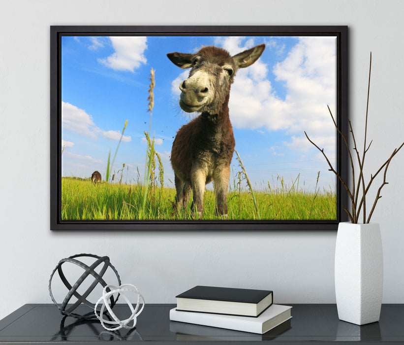 Esel in einem Feld auf Leinwandbild gerahmt mit Kirschblüten
