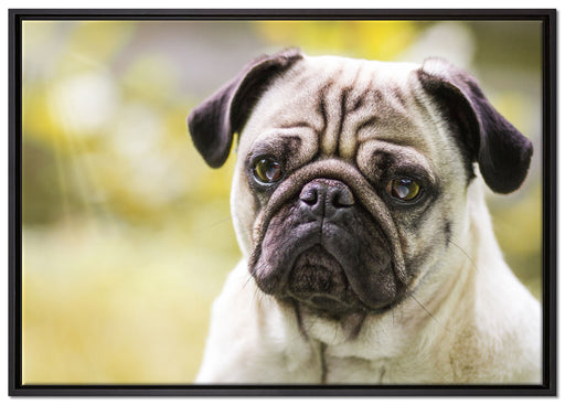 Mopsporträt auf Leinwandbild gerahmt Größe 100x70