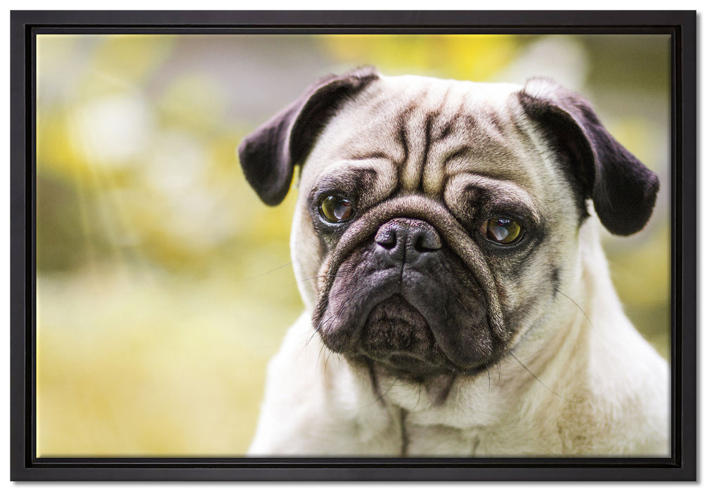 Mopsporträt auf Leinwandbild gerahmt Größe 60x40