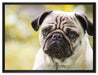 Mopsporträt auf Leinwandbild gerahmt Größe 80x60