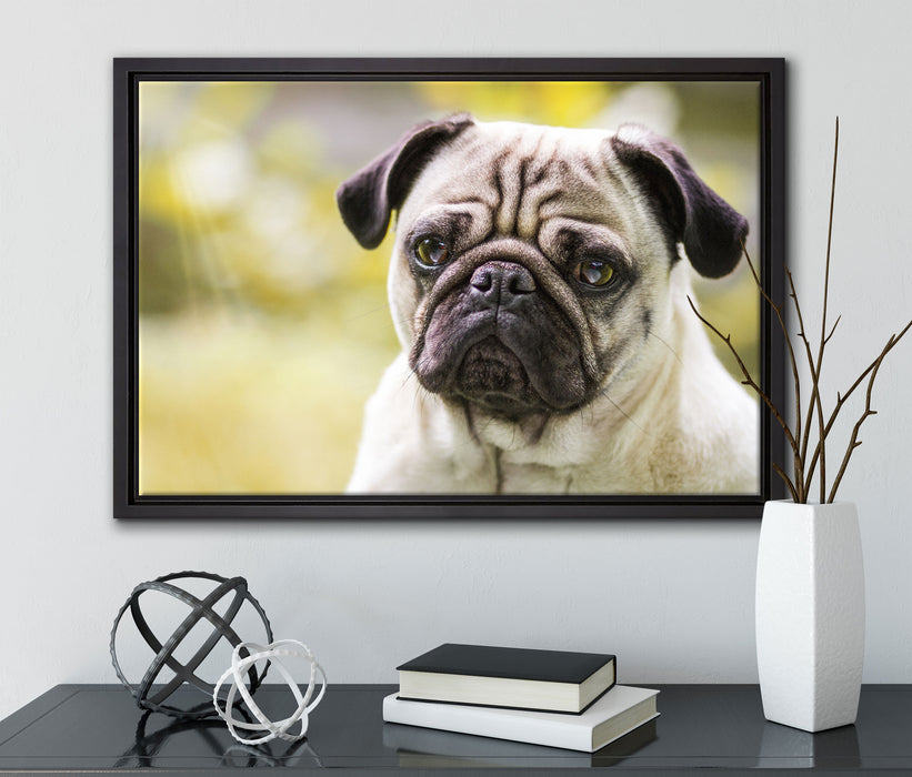 Mopsporträt auf Leinwandbild gerahmt mit Kirschblüten